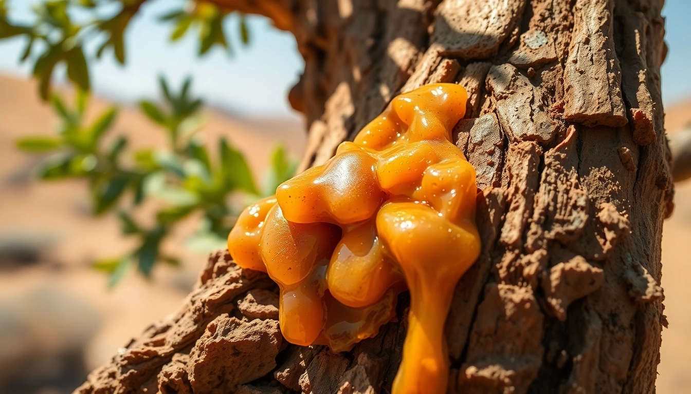 Examine myrrh resin extracted from a Commiphora tree, showcasing its rich texture et couleur.